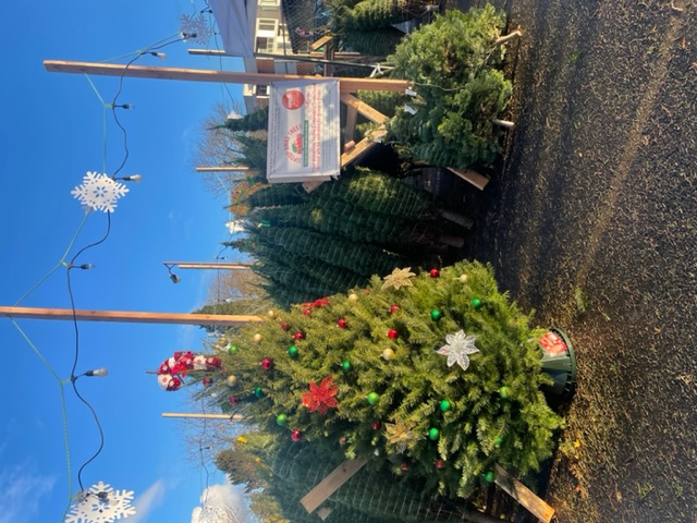 A decorated Christmas tree.