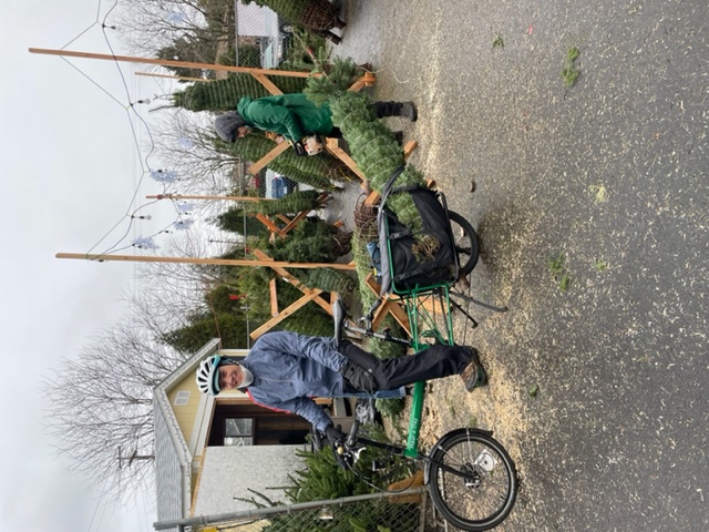 Someone on a bike carries a christmas tree.