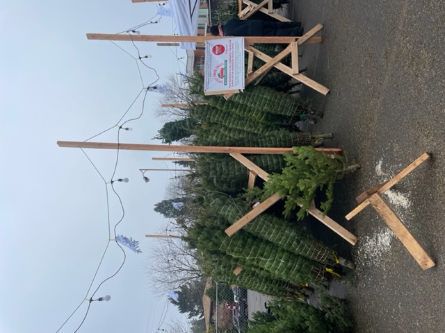 Christmas trees and stands for sale.